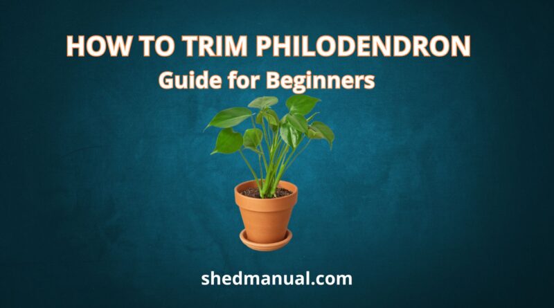 How To Trim Philodendron Plants Easy