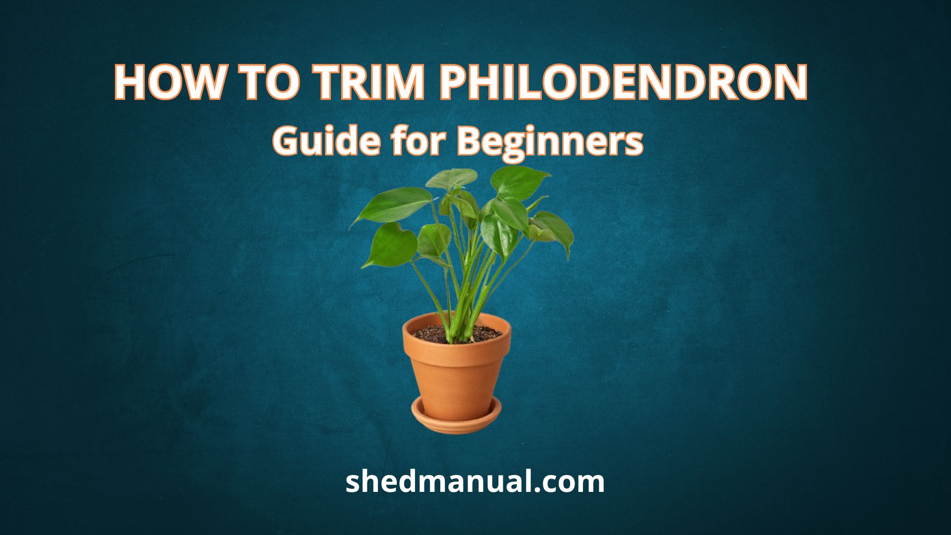 How To Trim Philodendron Plants Easy